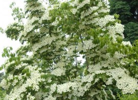 plants_cornus kousa var. chinensis
